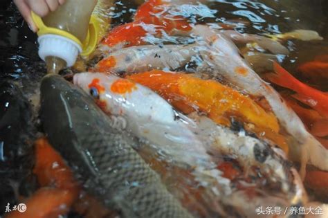 被養魚|女生說的養魚是什麼意思，養魚是養備胎嗎 ...